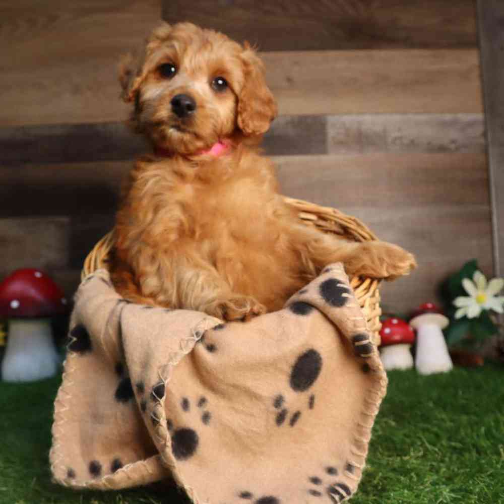 carousel pet images