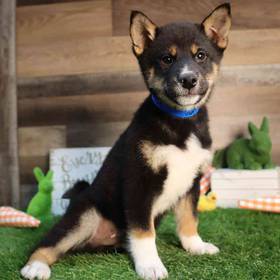 Shiba Inu