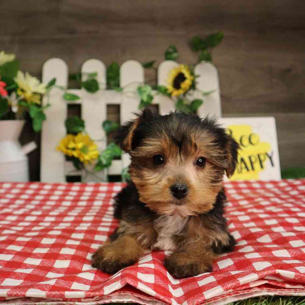 Male Yorkshire Terrier Puppy for Sale in Blaine, MN