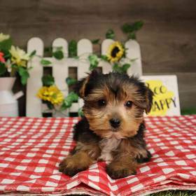 Yorkshire Terrier
