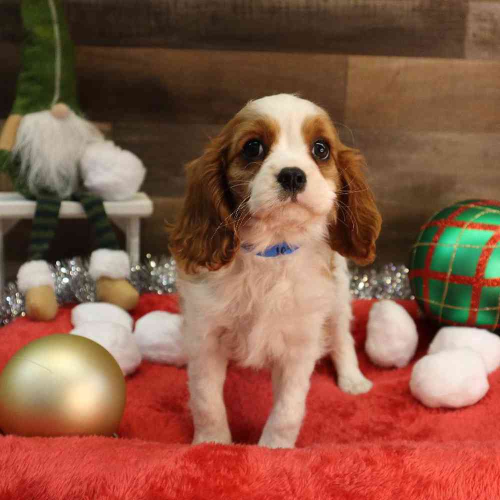 Male Cavalier King Charles Spaniel Puppy for sale