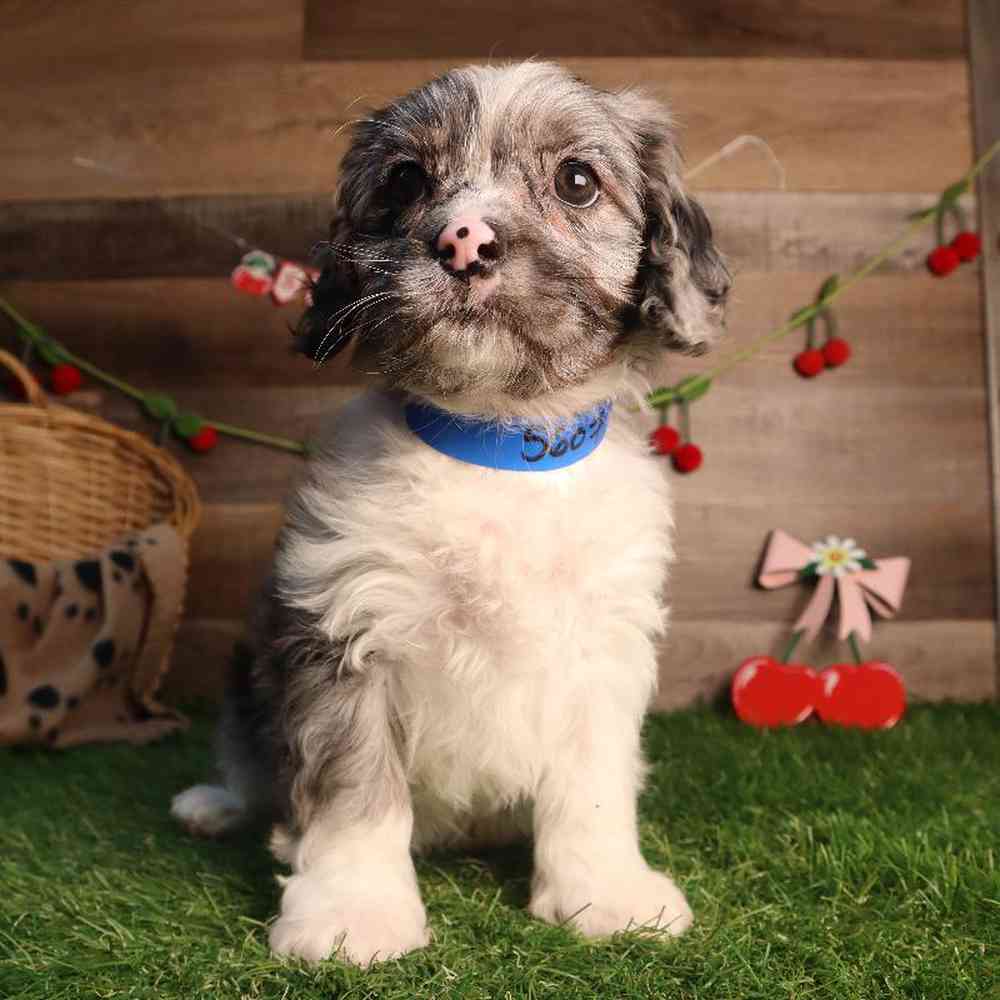 carousel pet images