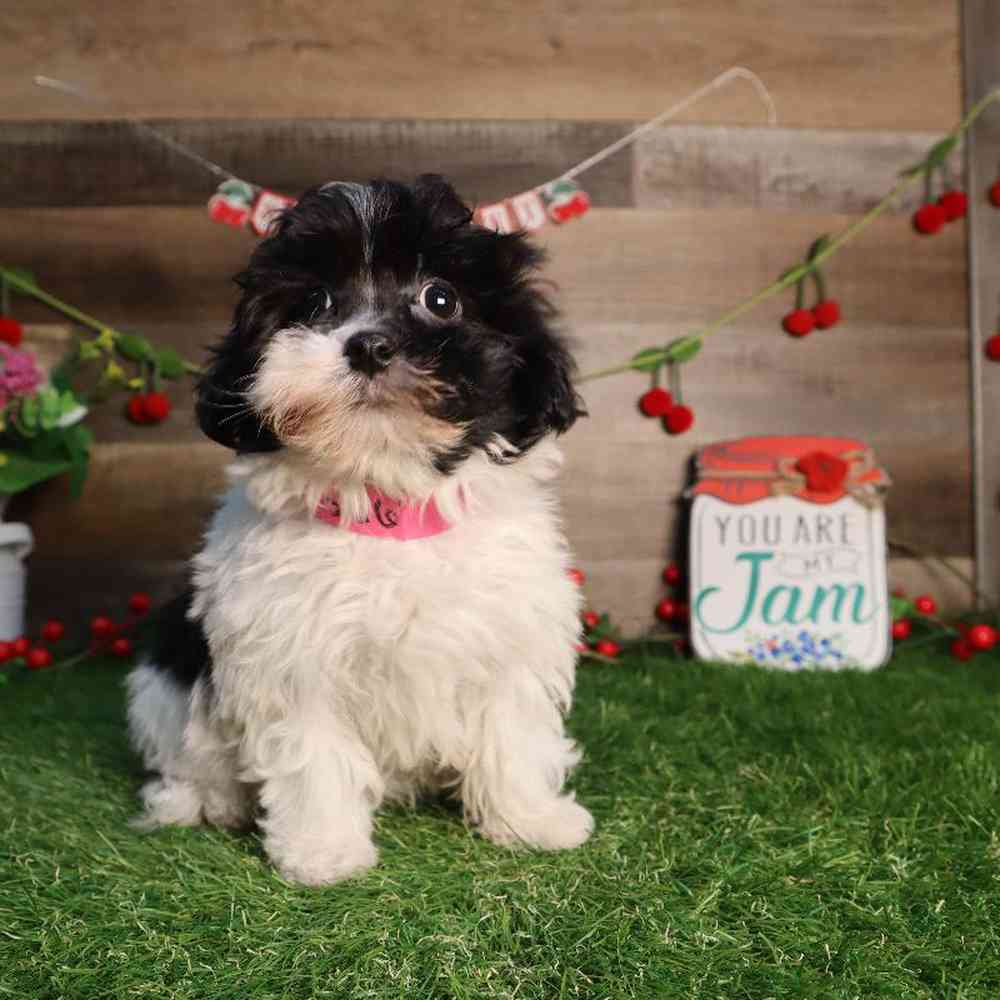 carousel pet images