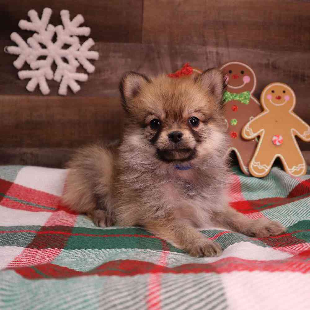 carousel pet images