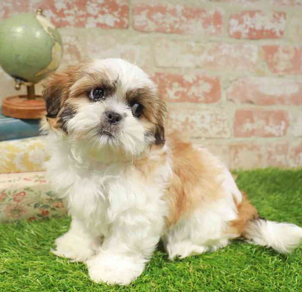 carousel pet images