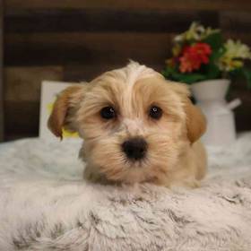 Teddy Yorkie