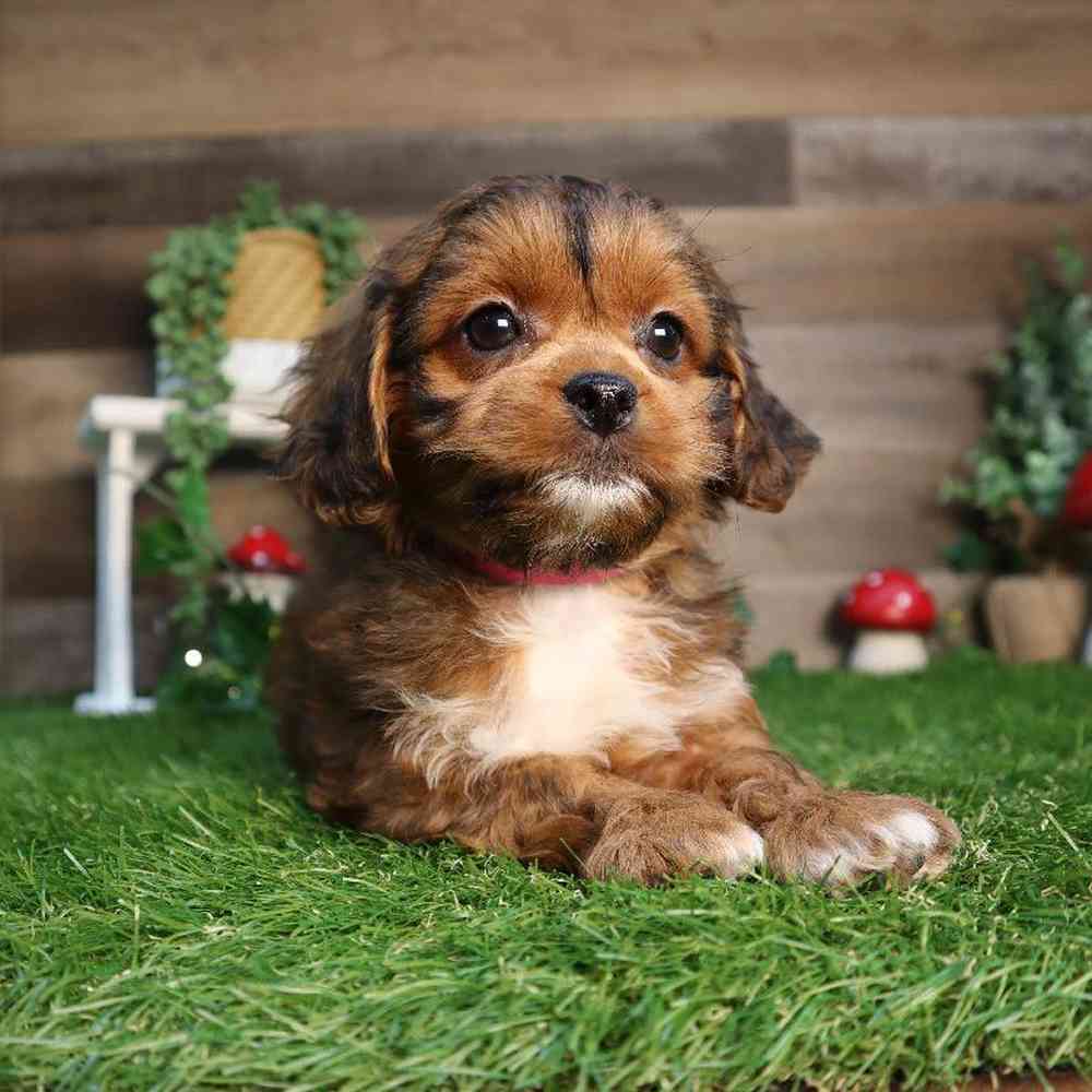 carousel pet images
