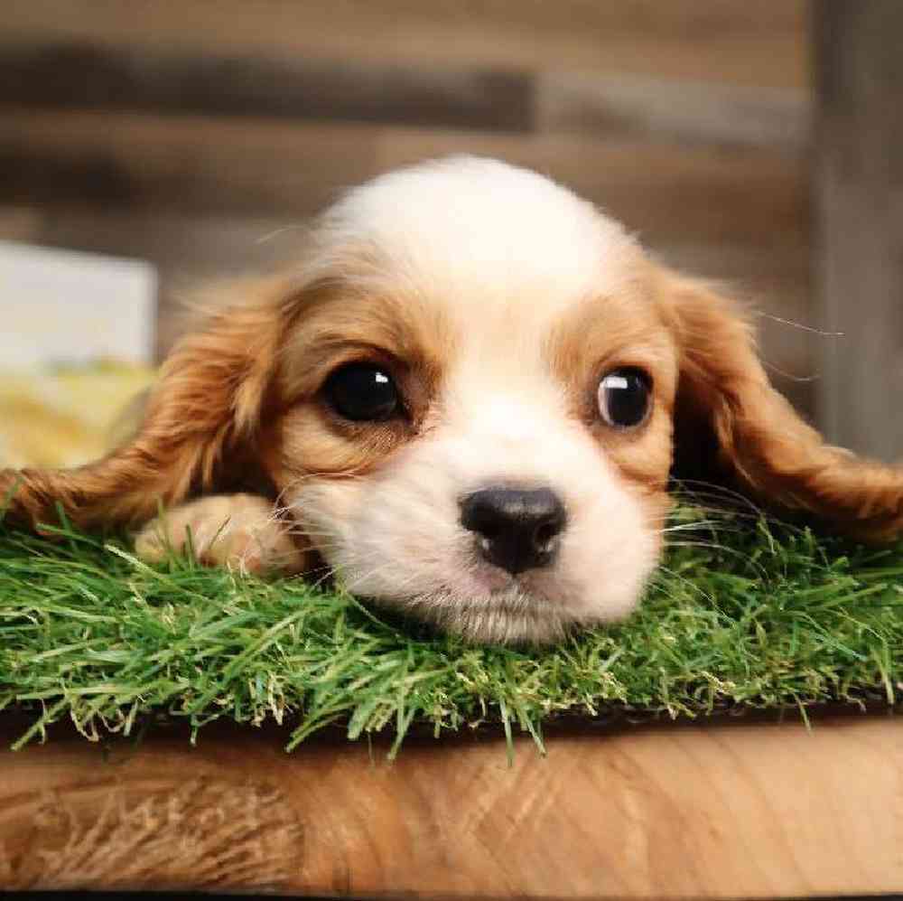 carousel pet images