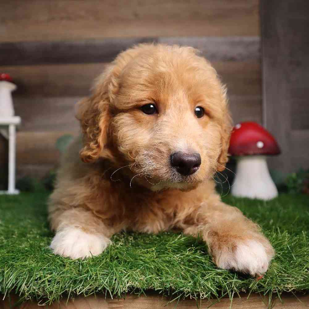 carousel pet images