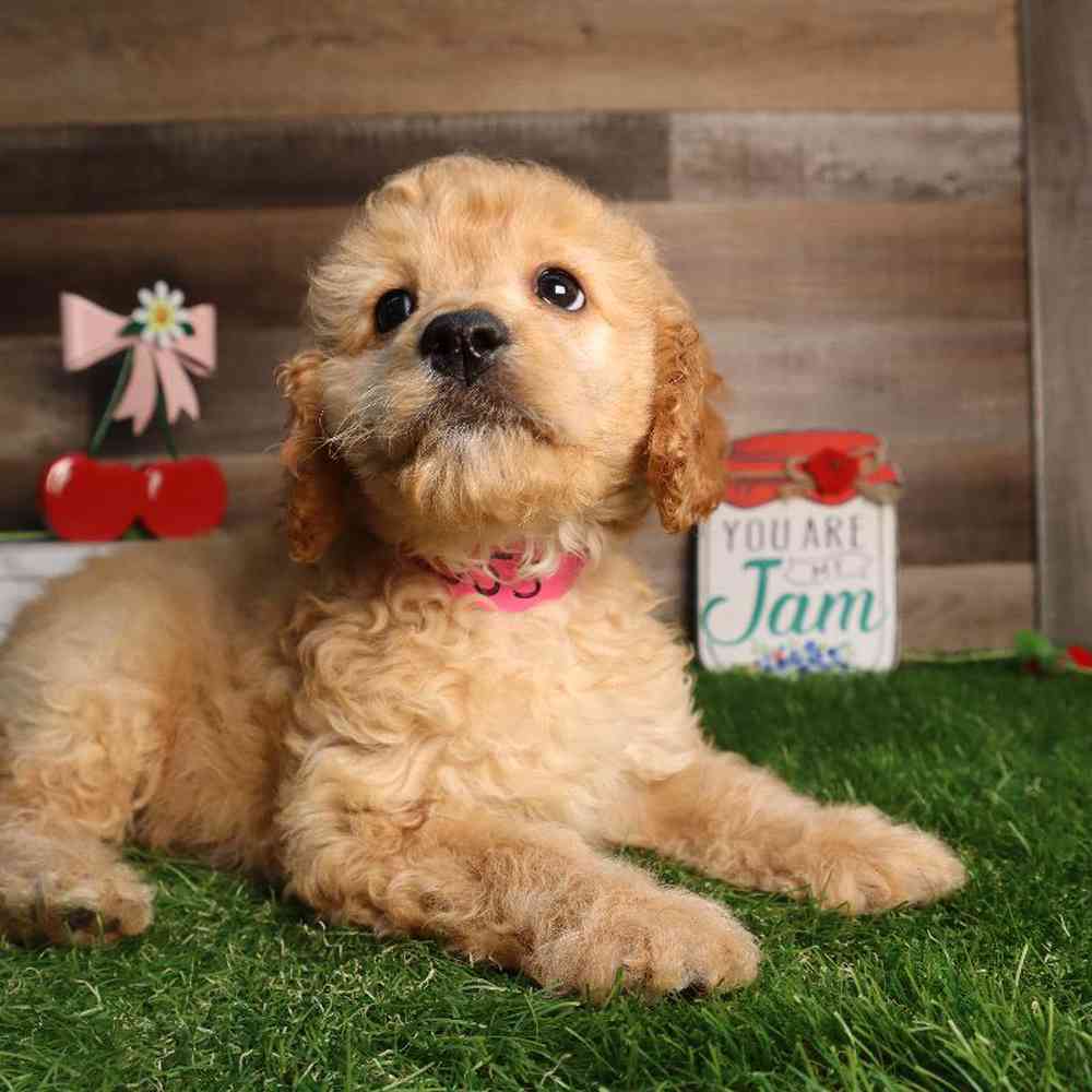 Female Cockapoo Puppy for Sale in Blaine, MN