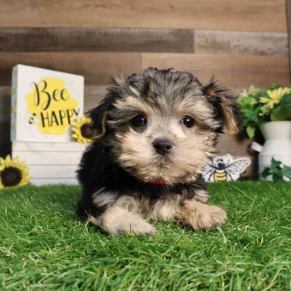 Female Morkie Puppy for Sale in Blaine, MN