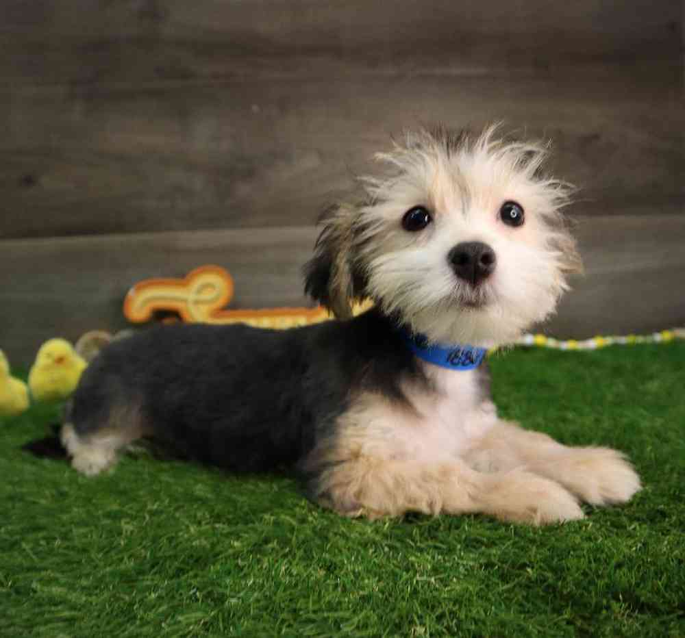 Male Morkie Puppy for Sale in Blaine, MN