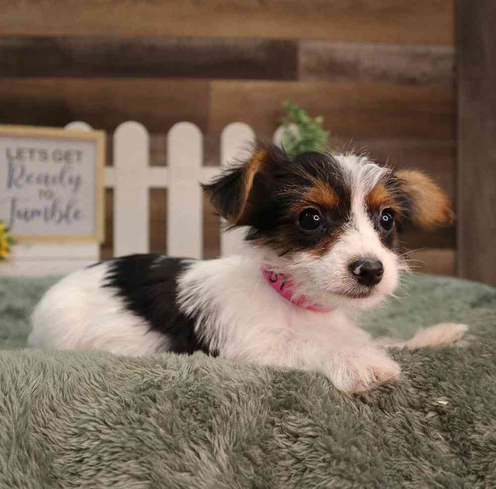 carousel pet images