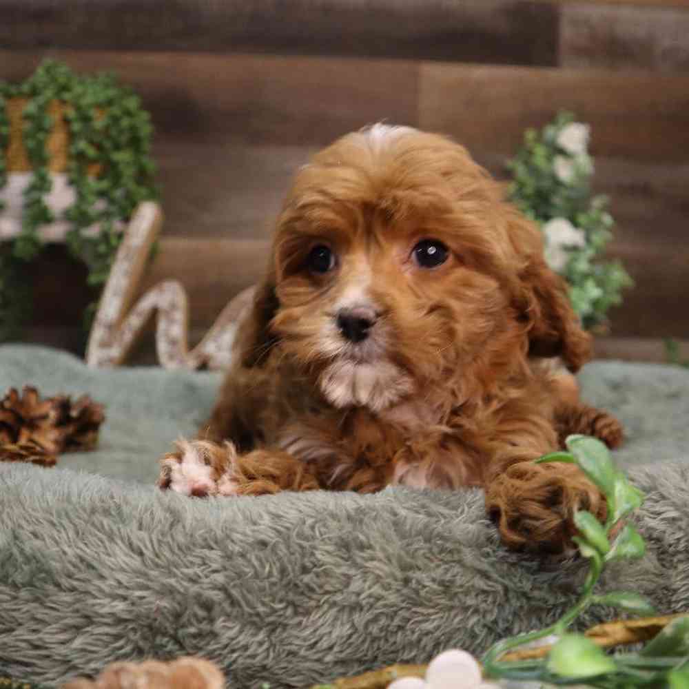 carousel pet images