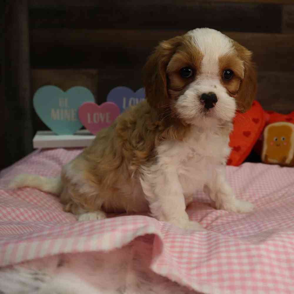 Male Cavapoo Puppy for Sale in Blaine, MN