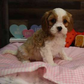 Cavapoo