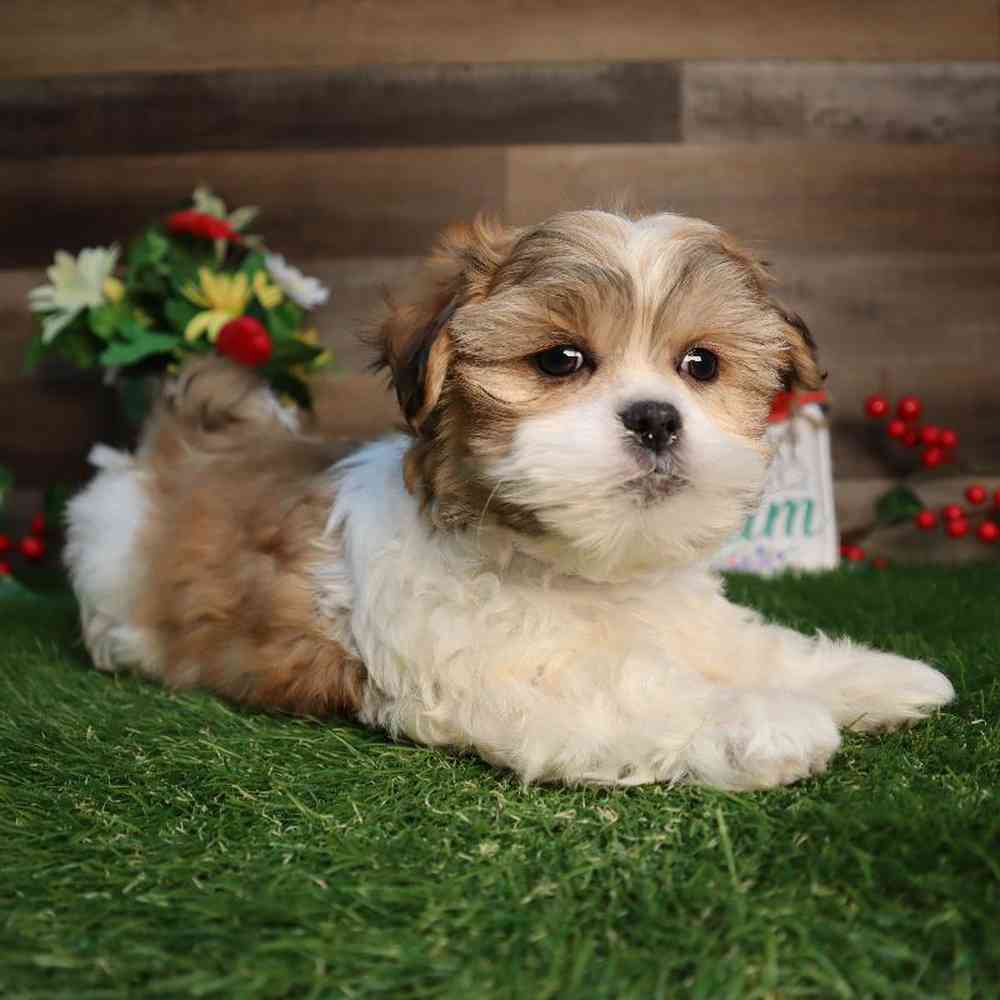 Male Malshi Puppy for Sale in Blaine, MN