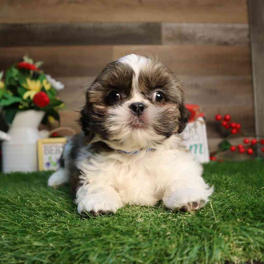 carousel pet images
