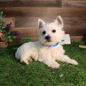 West Highland White Terrier