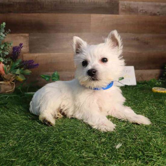 Westie Bestie