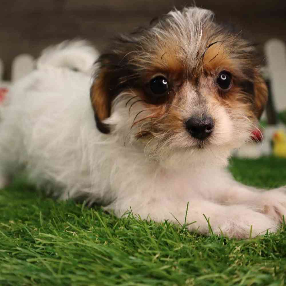 Male Yorkie-Poo Puppy for Sale in Blaine, MN