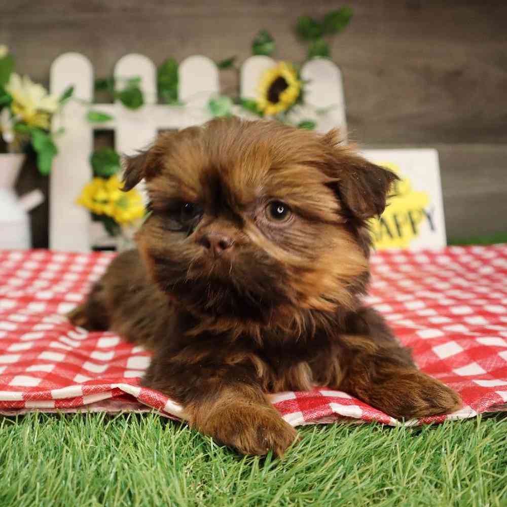 carousel pet images