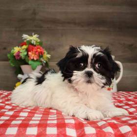Shih Tzu
