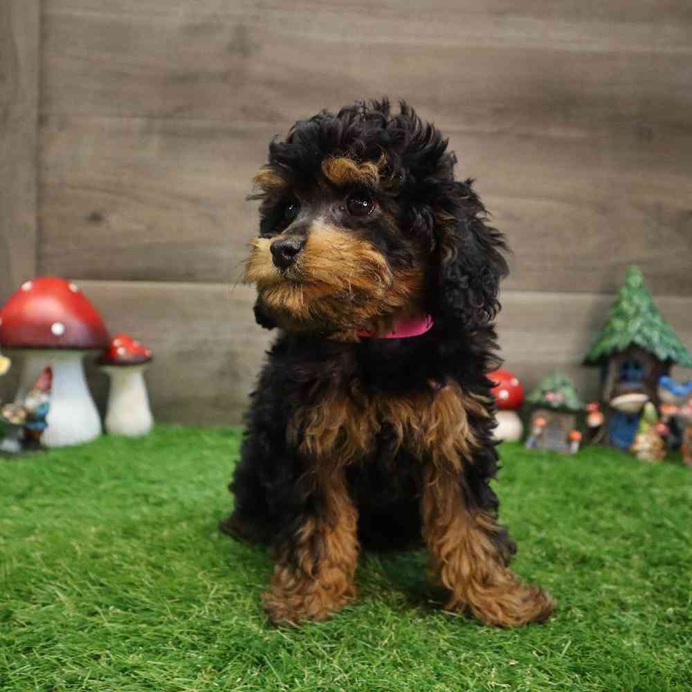 carousel pet images