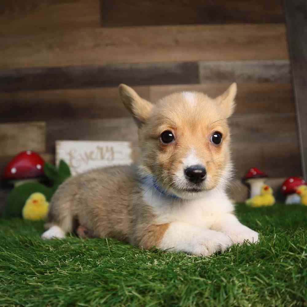 carousel pet images