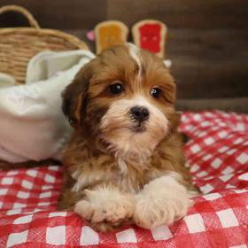 Shipoo