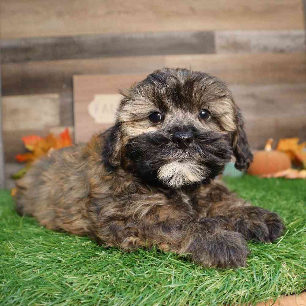 Shipoo Puppy for sale - Four Paws and a Tail