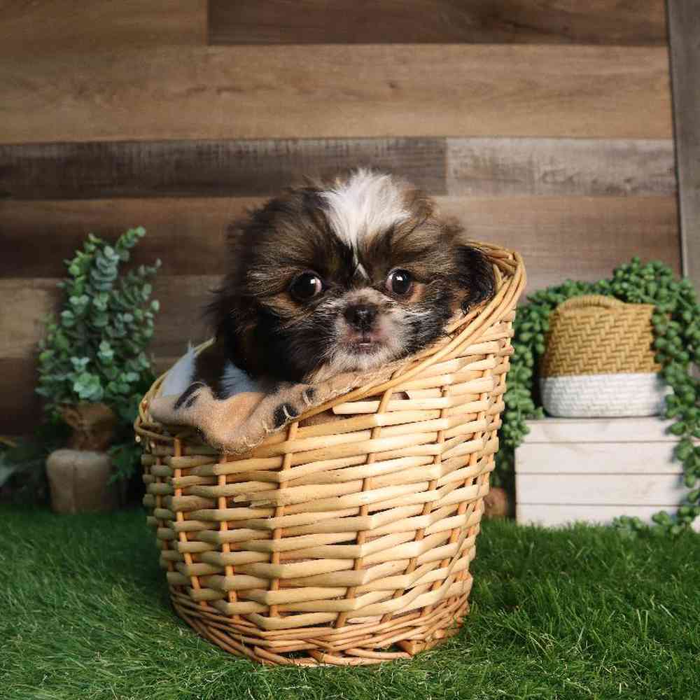 carousel pet images