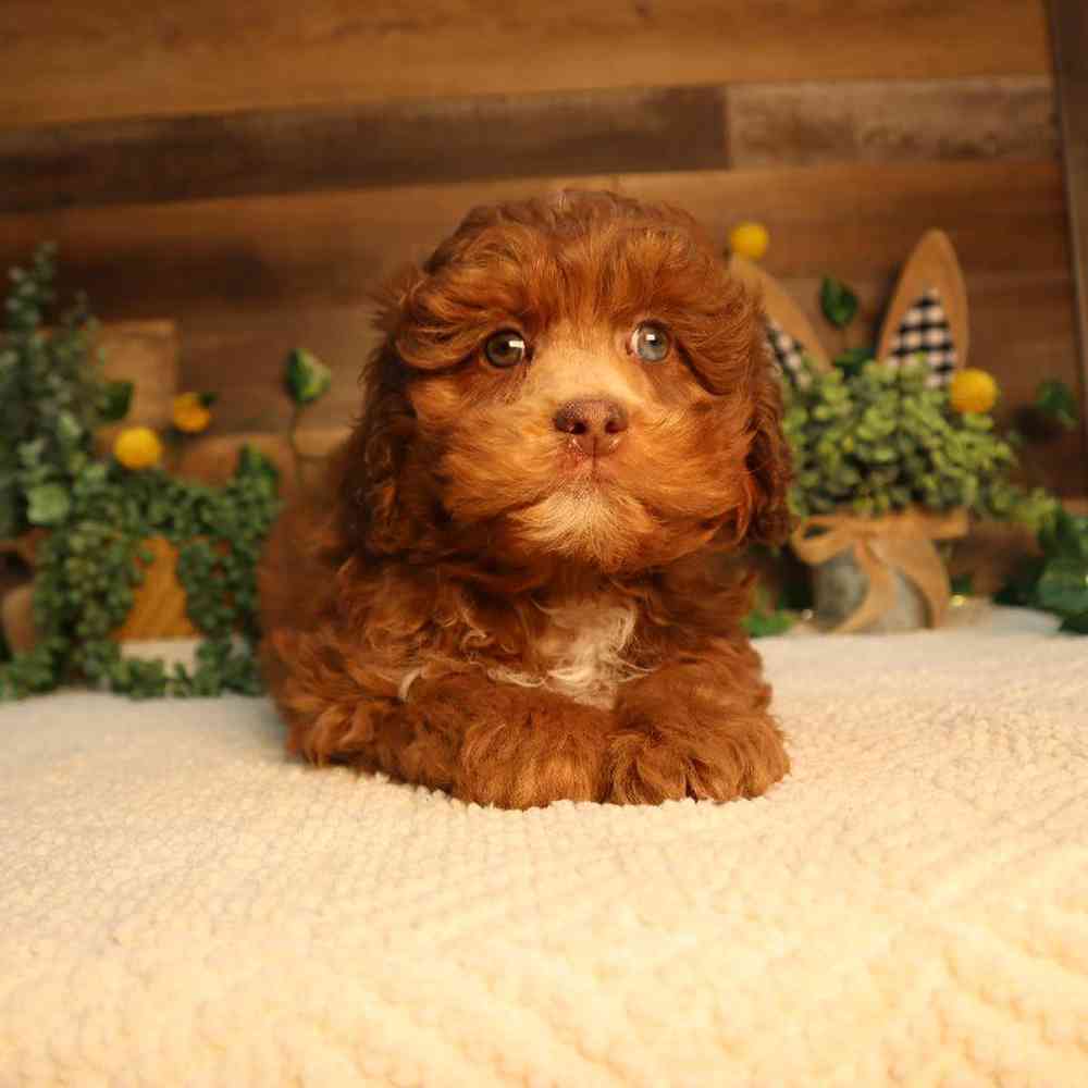 carousel pet images