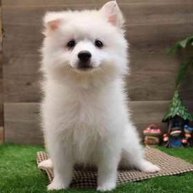 American Eskimo