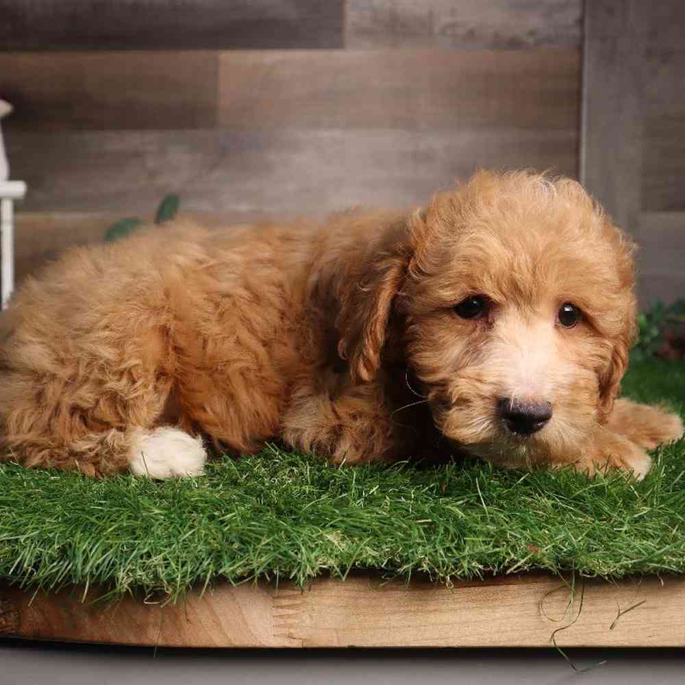 carousel pet images