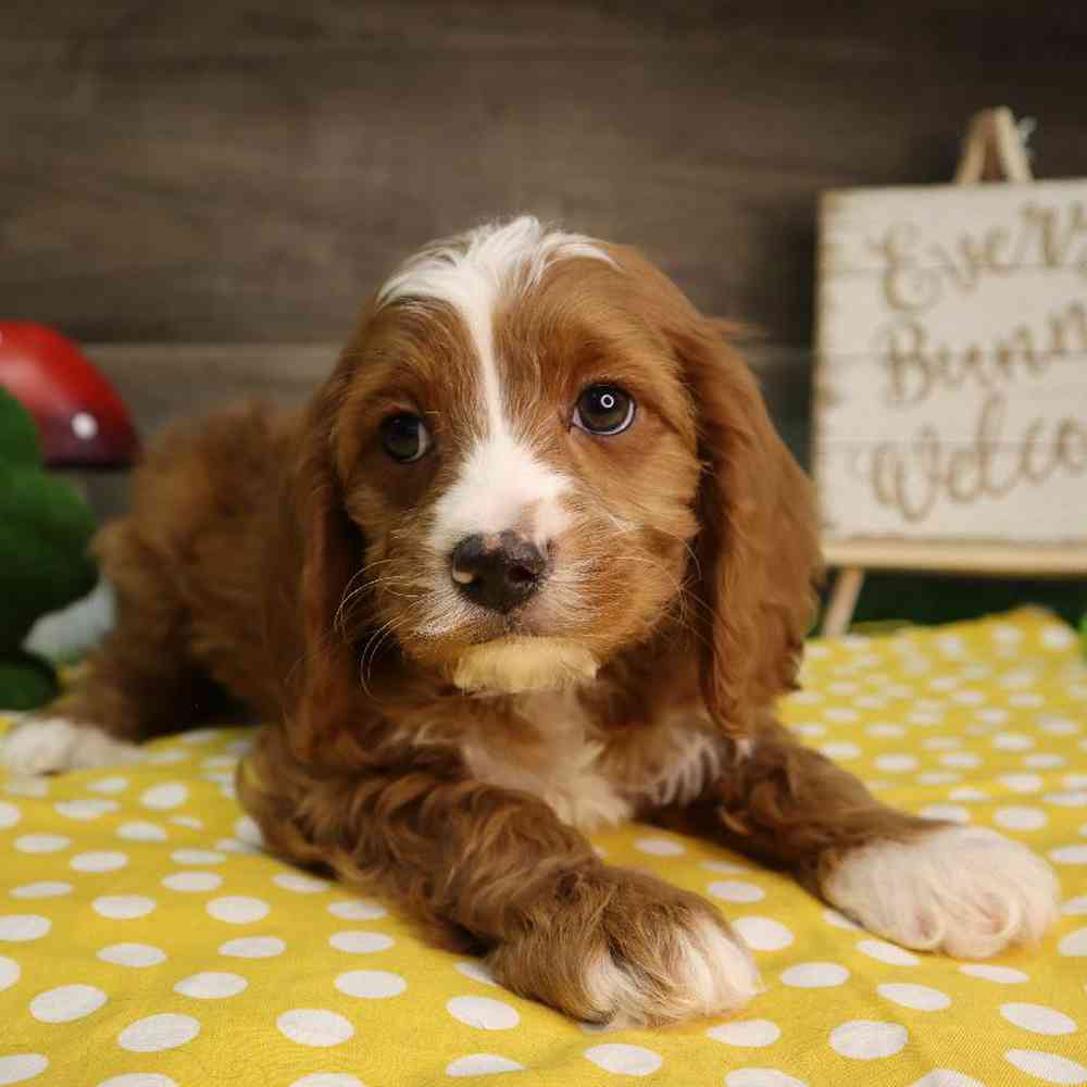 carousel pet images