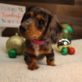 Dachshund