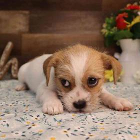 Ratshi Terrier