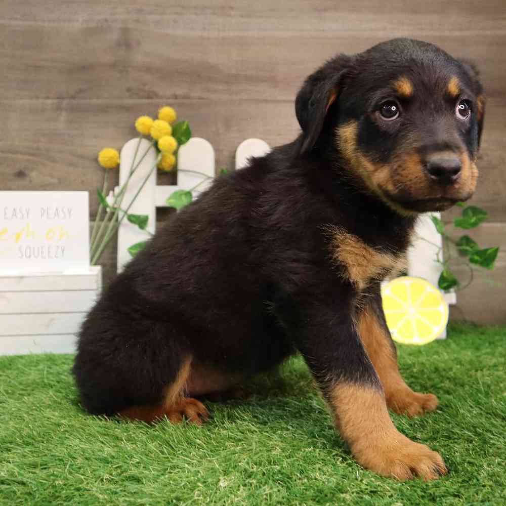 Female Rottweiler Puppy for Sale in Blaine, MN