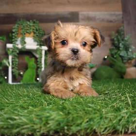 Shorkie