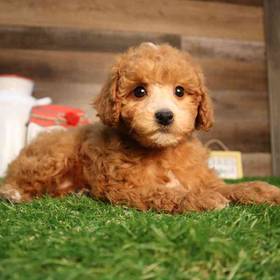 Mini Poodle