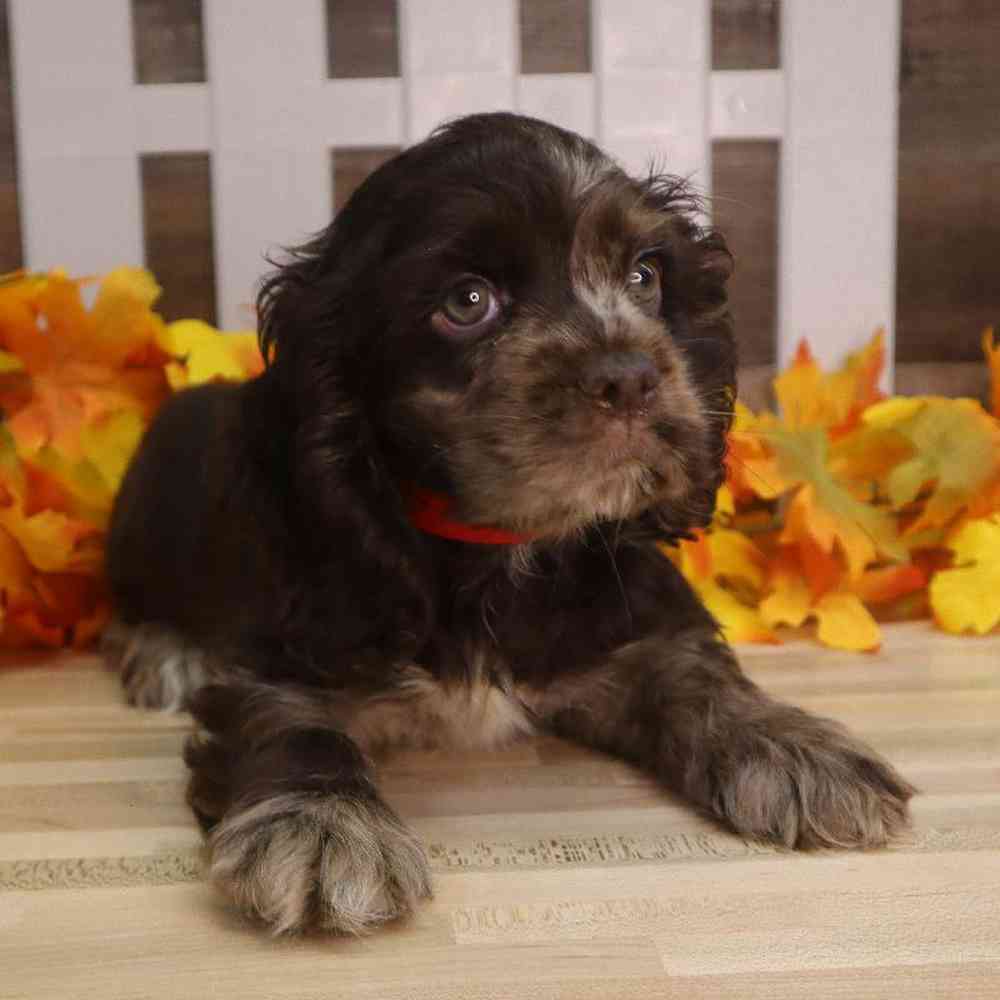 Male Cocker Spaniel Puppy for sale