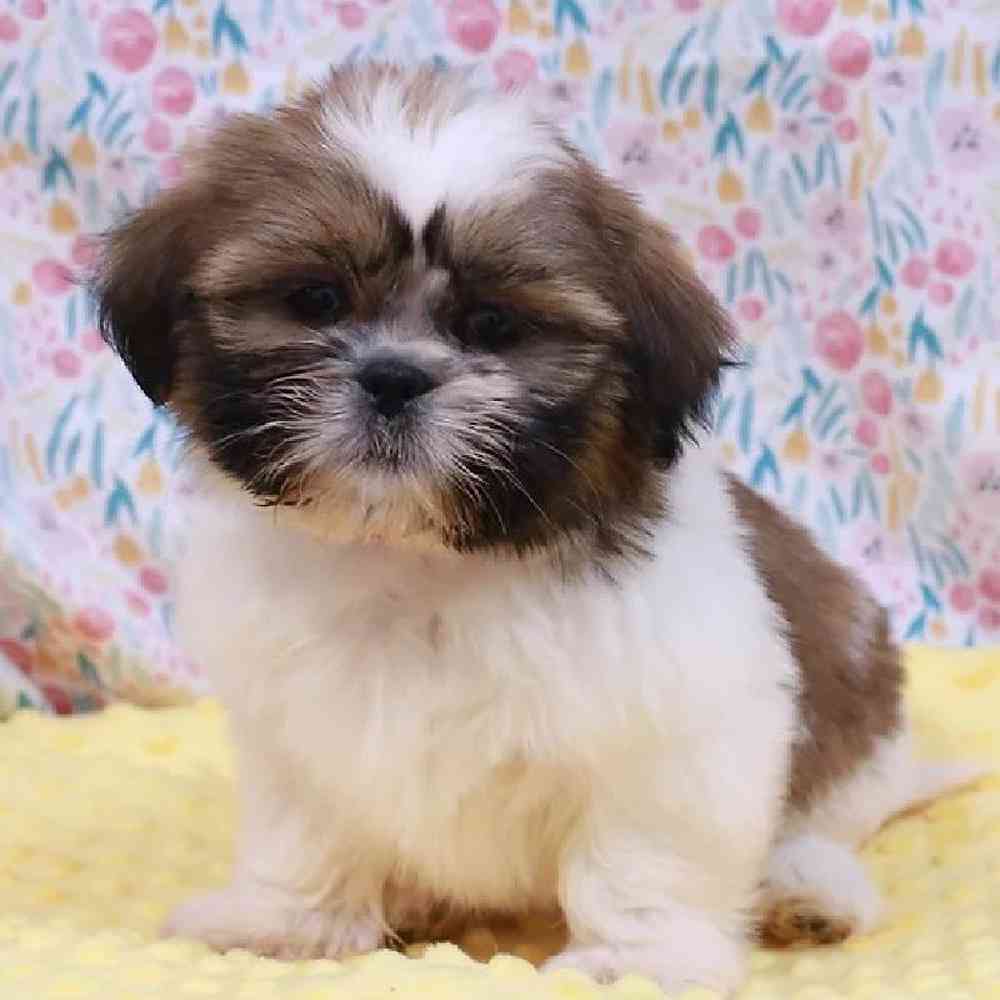 carousel pet images
