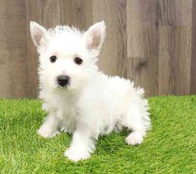 West Highland White Terrier