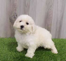 Bichon-Poo