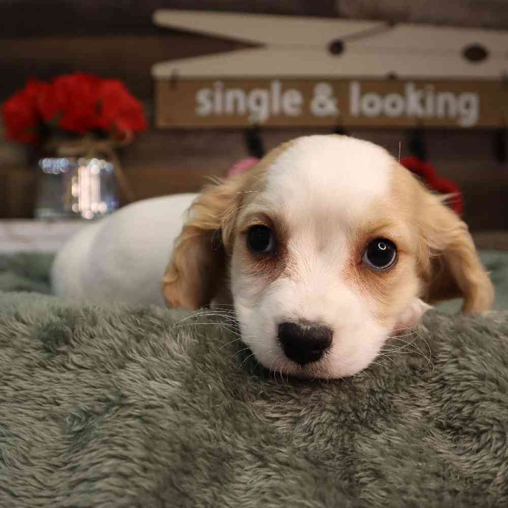 Male Cavachon Puppy for Sale in Blaine, MN