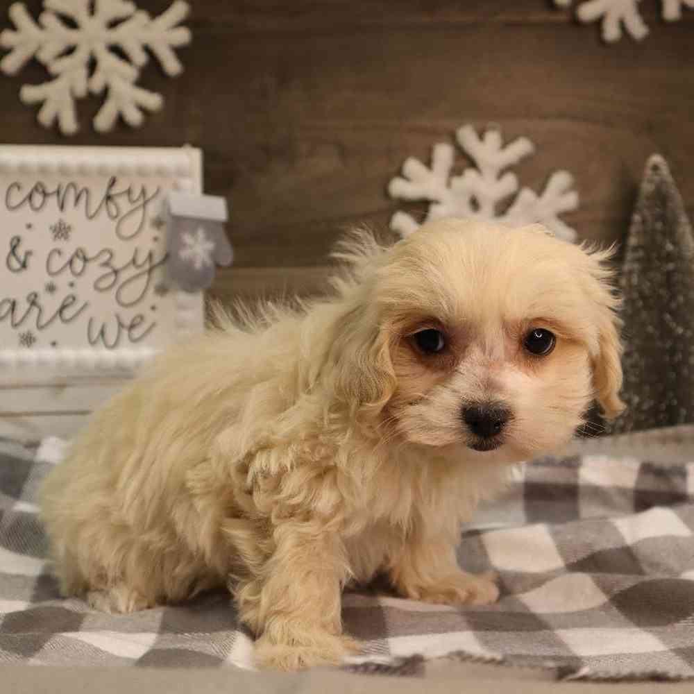 Male Maltipoo Puppy for Sale in Blaine, MN