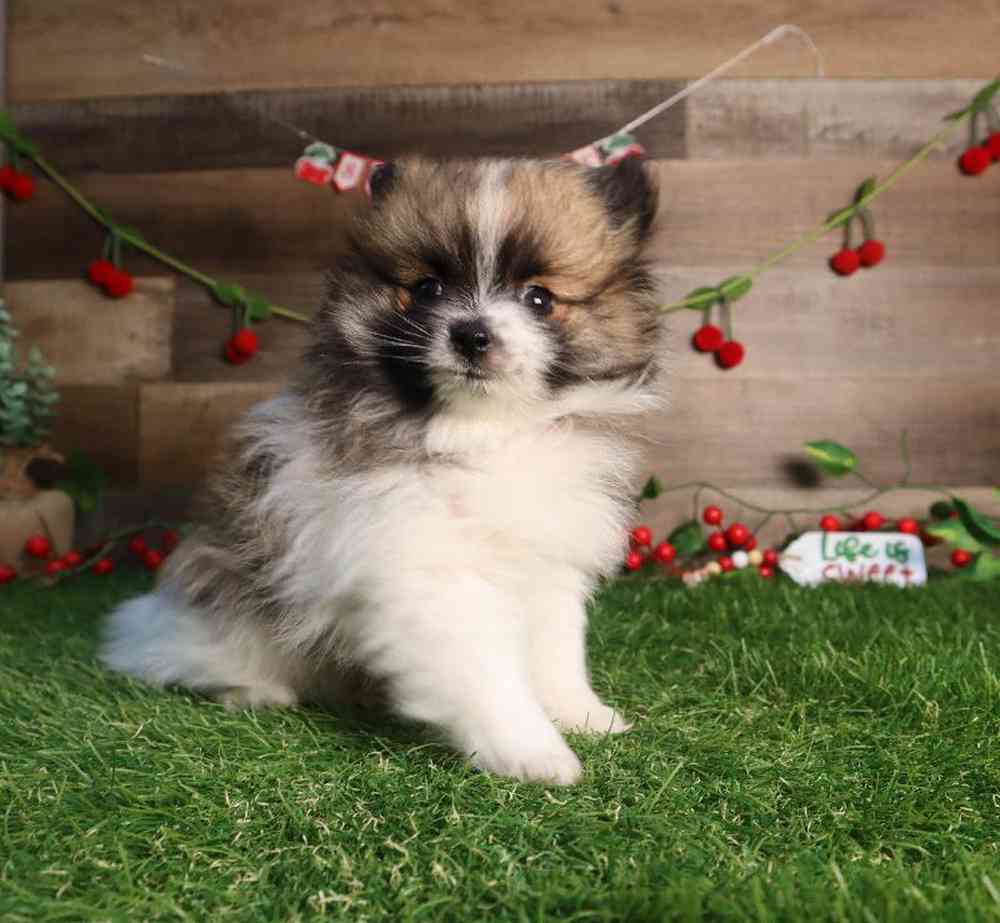 Female Pomeranian Puppy for Sale in Blaine, MN