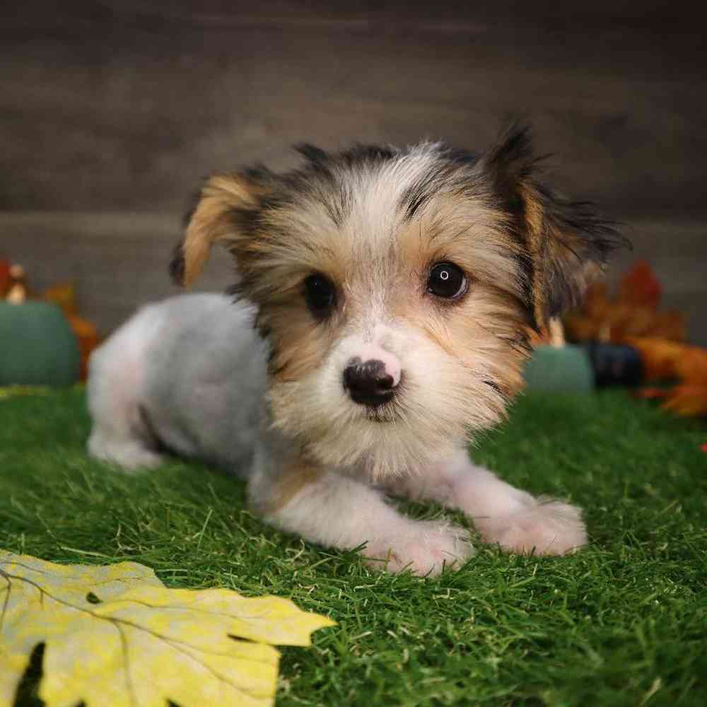 carousel pet images