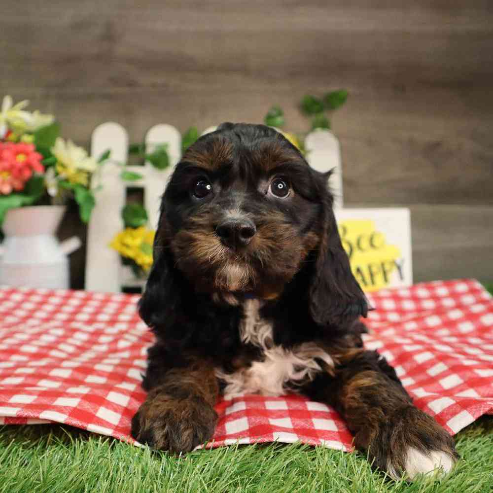 carousel pet images
